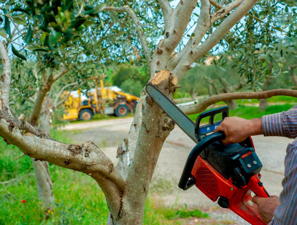 Best Best Tree Removal Services  in USA